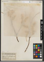Foto von Salix serissima (L. H. Bailey) Fern.